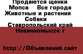 Продаются щенки Мопса. - Все города Животные и растения » Собаки   . Ставропольский край,Невинномысск г.